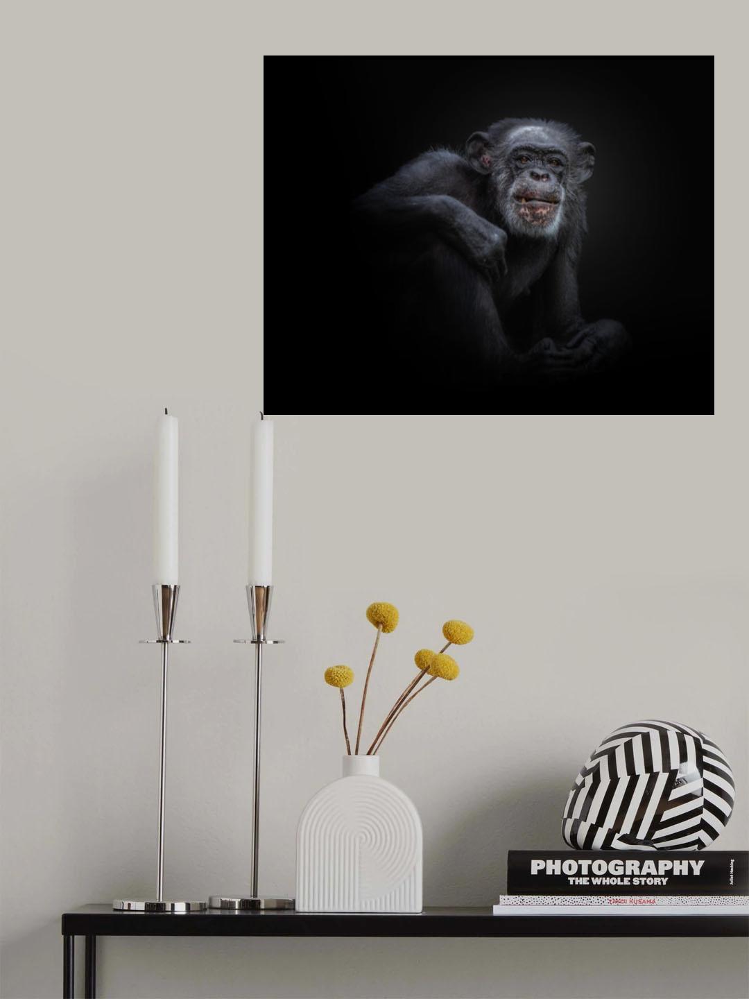 chimpanzee Poster och Canvastavla