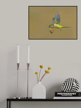 Monk Parakeet Poster och Canvastavla
