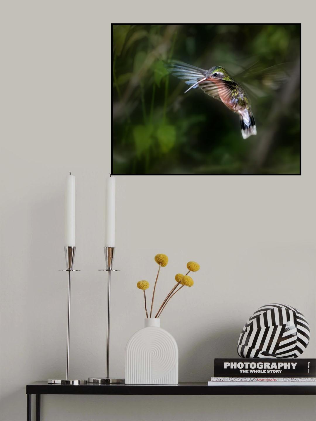 Hummingbird 1B Poster och Canvastavla