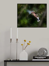 Hummingbird 1B Poster och Canvastavla