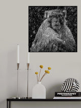 Monkey In Snow Poster och Canvastavla