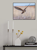 Long-eared owl Poster och Canvastavla