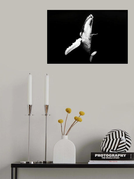 Whale season Poster och Canvastavla