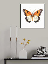 Butterfly 44 Poster och Canvastavla