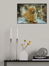 ginger cat Poster och Canvastavla