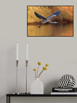 Ardea cinerea Poster och Canvastavla