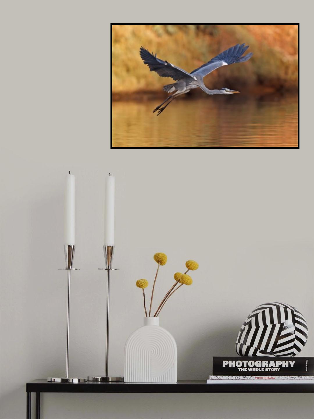 Ardea cinerea Poster och Canvastavla