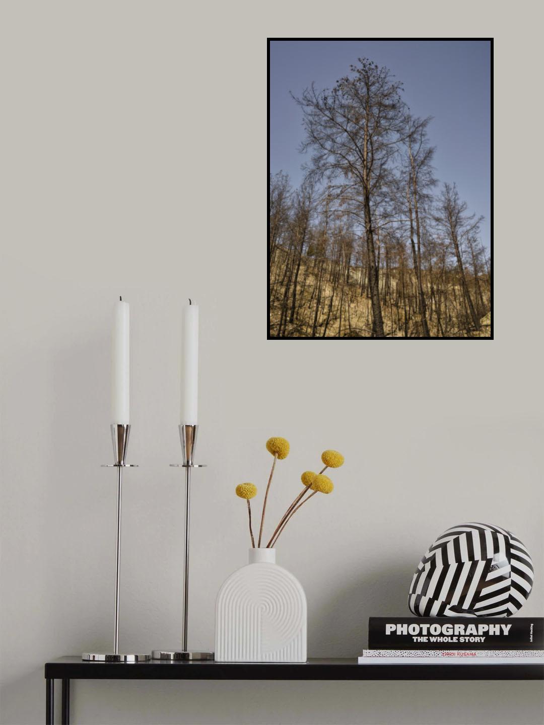 burnt trees and sky background Poster och Canvastavla