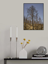 burnt trees and sky background Poster och Canvastavla