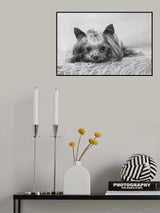 Lilu Poster och Canvastavla