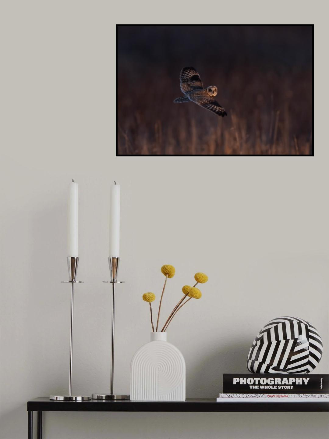 Short-eared Owl Poster och Canvastavla