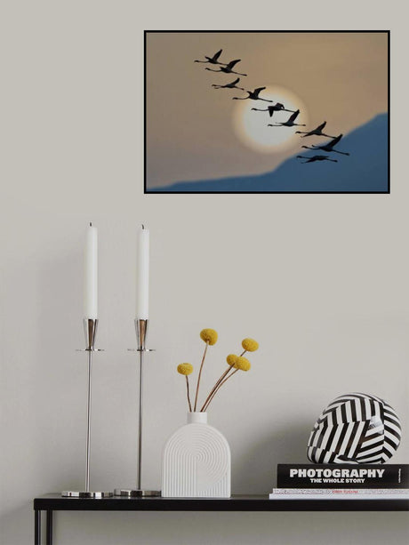 Flamingos at sunrise Poster och Canvastavla