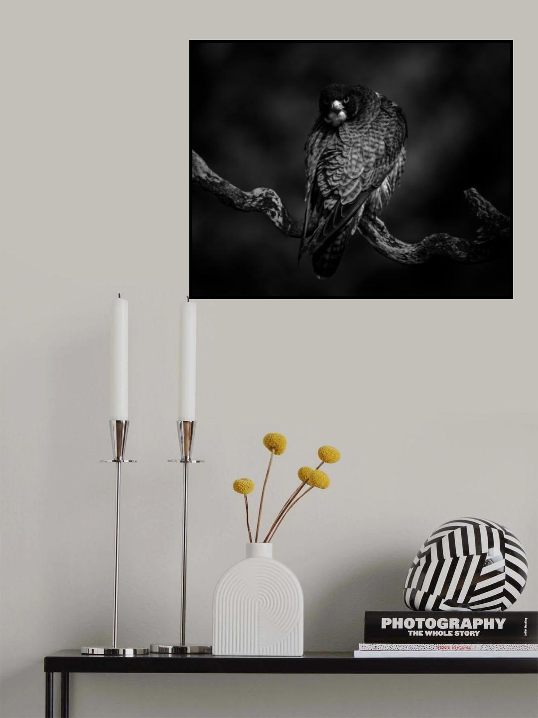 Gazing - Peregrine Falcon Poster och Canvastavla
