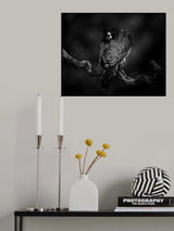 Gazing - Peregrine Falcon Poster och Canvastavla
