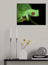 Red eye frog Poster och Canvastavla