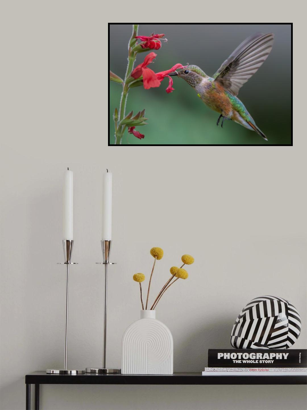Broad tailed hummingbird Poster och Canvastavla