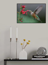 Broad tailed hummingbird Poster och Canvastavla