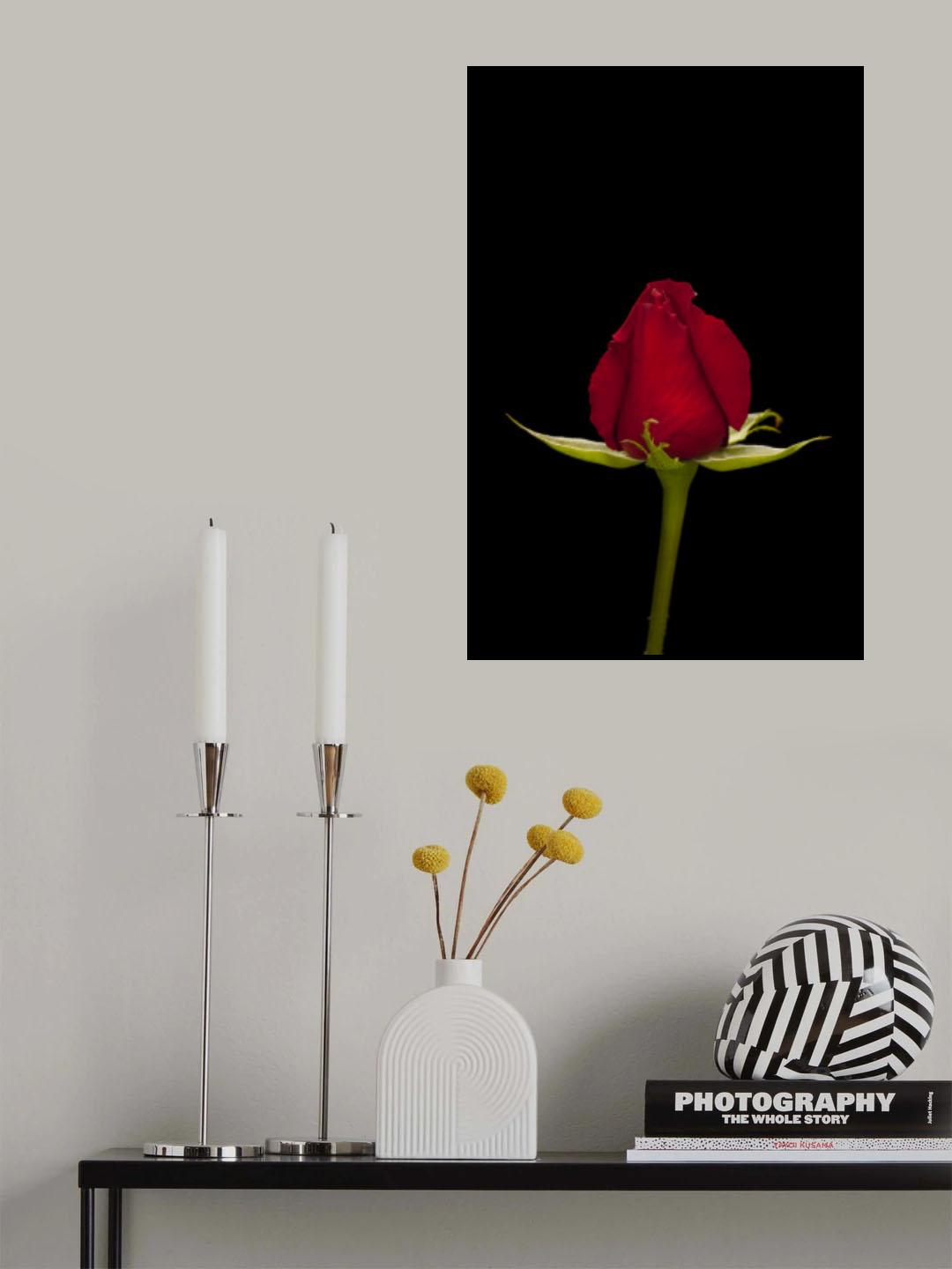 a beautiful red rose Poster och Canvastavla