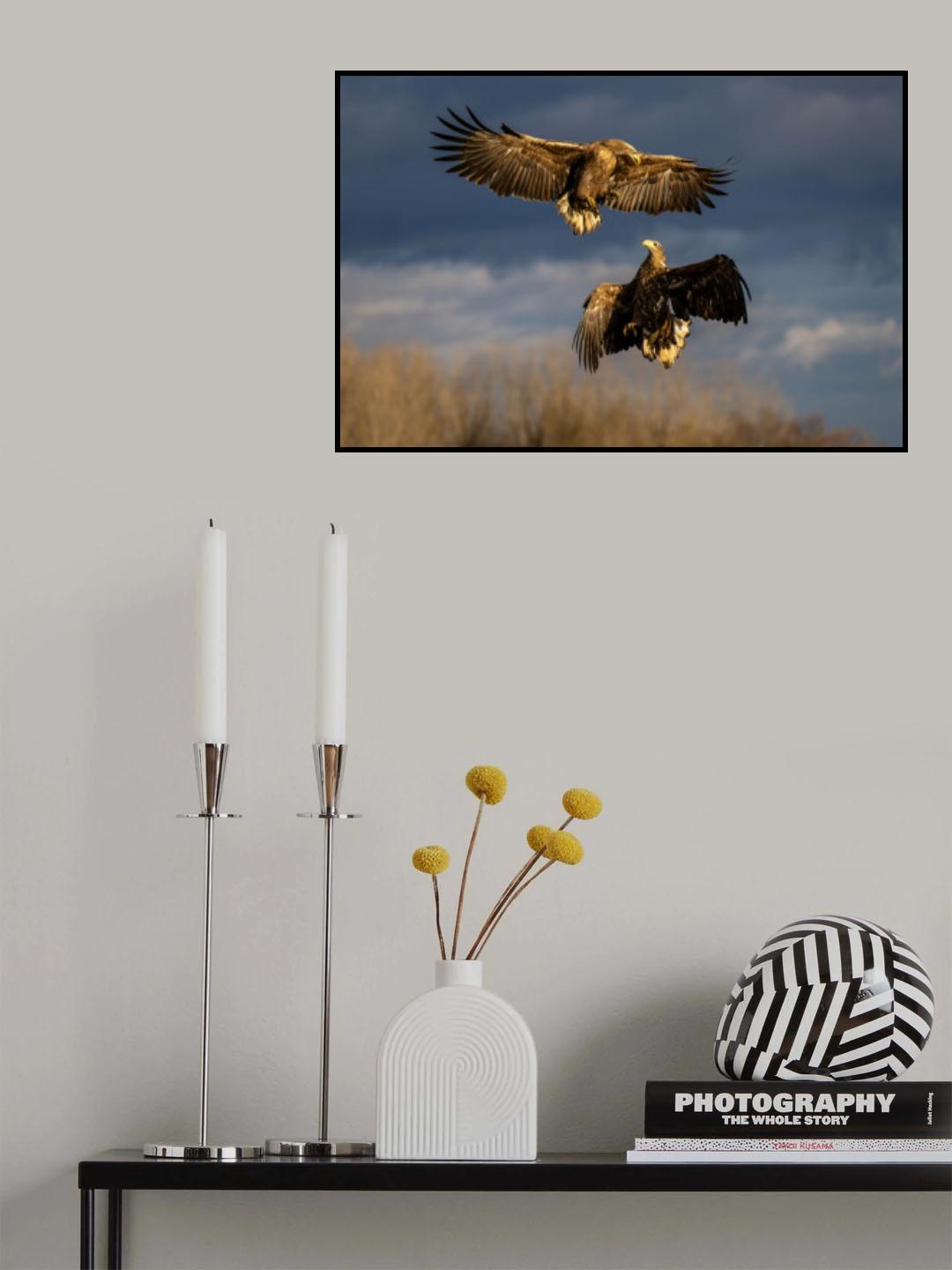 Dancing eagles Poster och Canvastavla