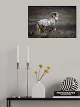 Mustang, Wild Horse / Equus ferus caballus Poster och Canvastavla