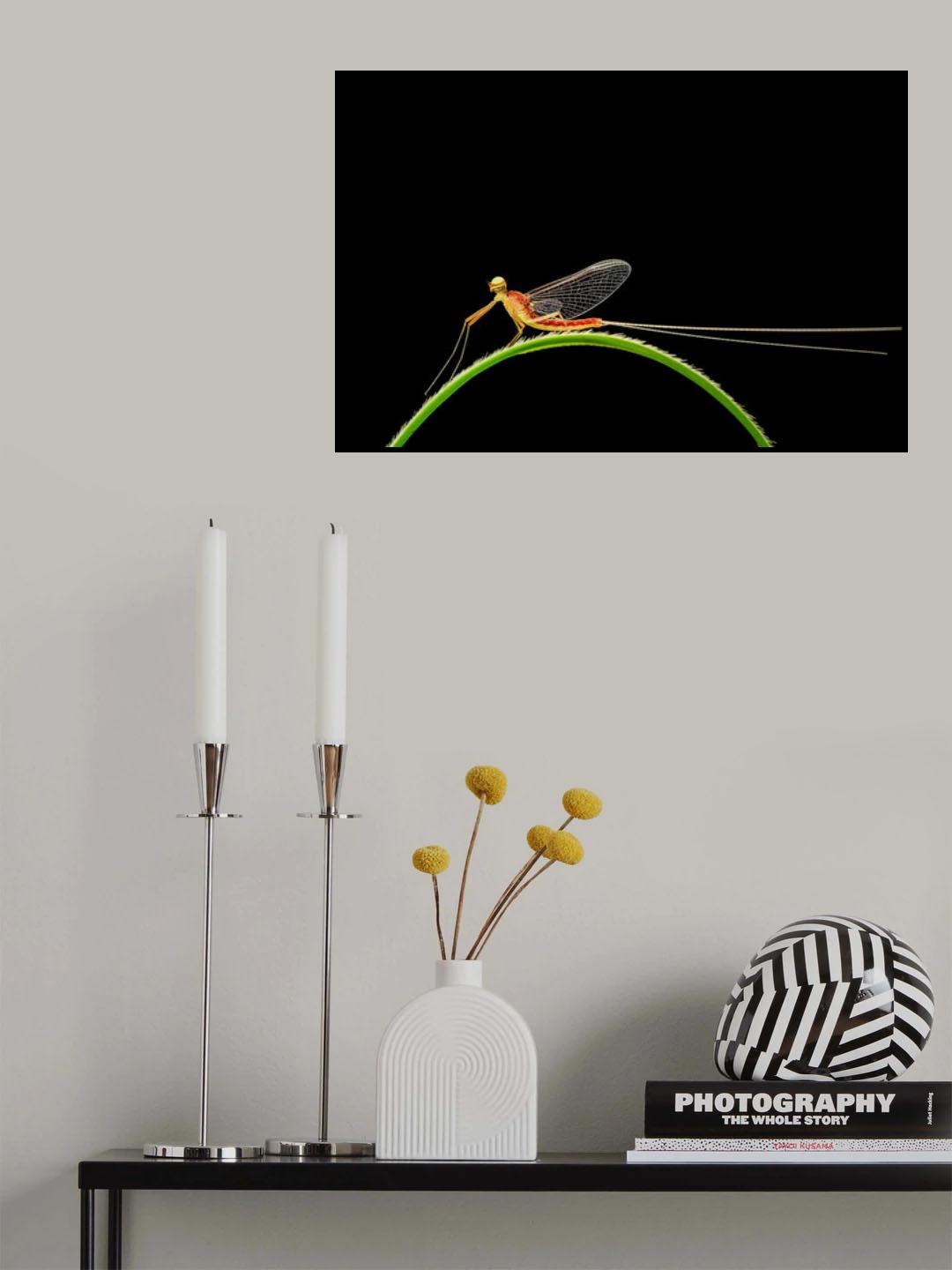 In the rainbow on the mayfly. Poster och Canvastavla