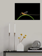 In the rainbow on the mayfly. Poster och Canvastavla