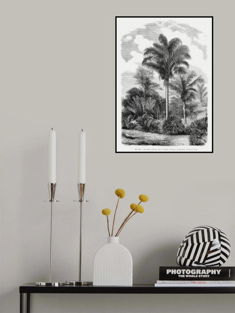 Vintage Palm Tree Drawing Vi Poster och Canvastavla