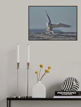 Snowy owl landing Poster och Canvastavla