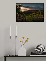 Vinyards Poster och Canvastavla