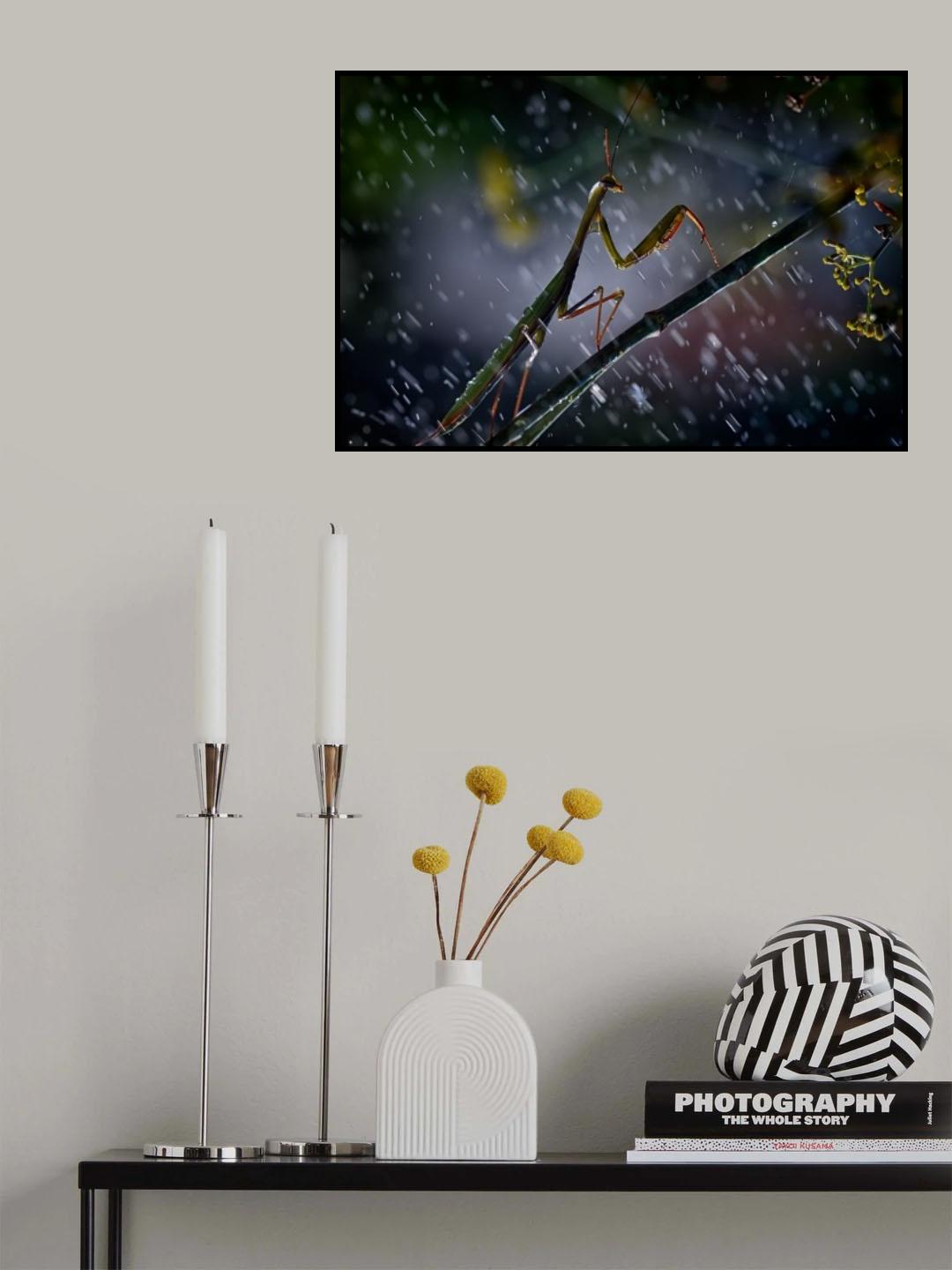 Mantis in the rain Poster och Canvastavla