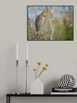 Purple Heron Poster och Canvastavla