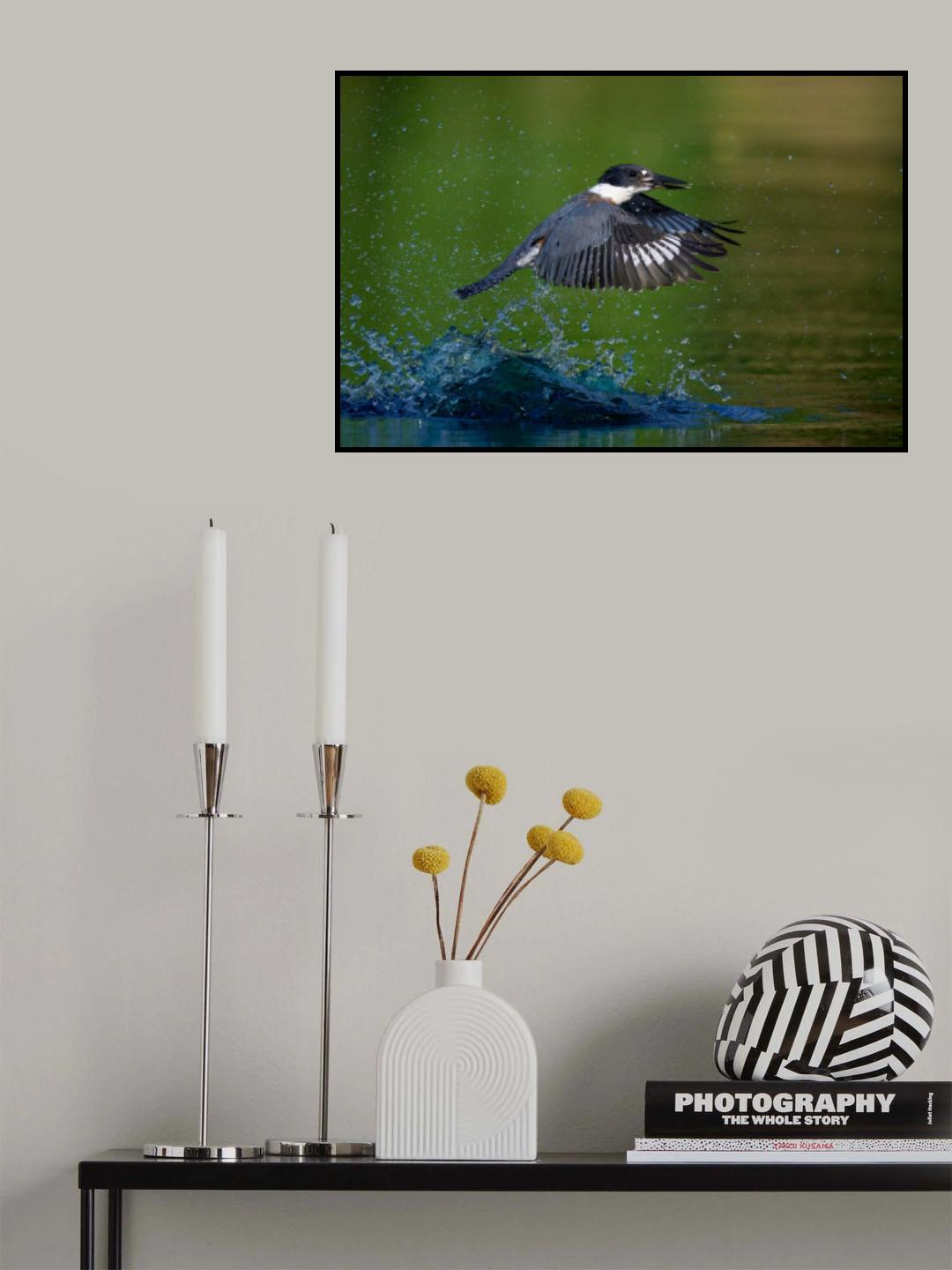 Belted Kingfisher Poster och Canvastavla