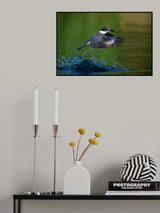 Belted Kingfisher Poster och Canvastavla
