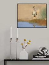Stone-Curlew Poster och Canvastavla
