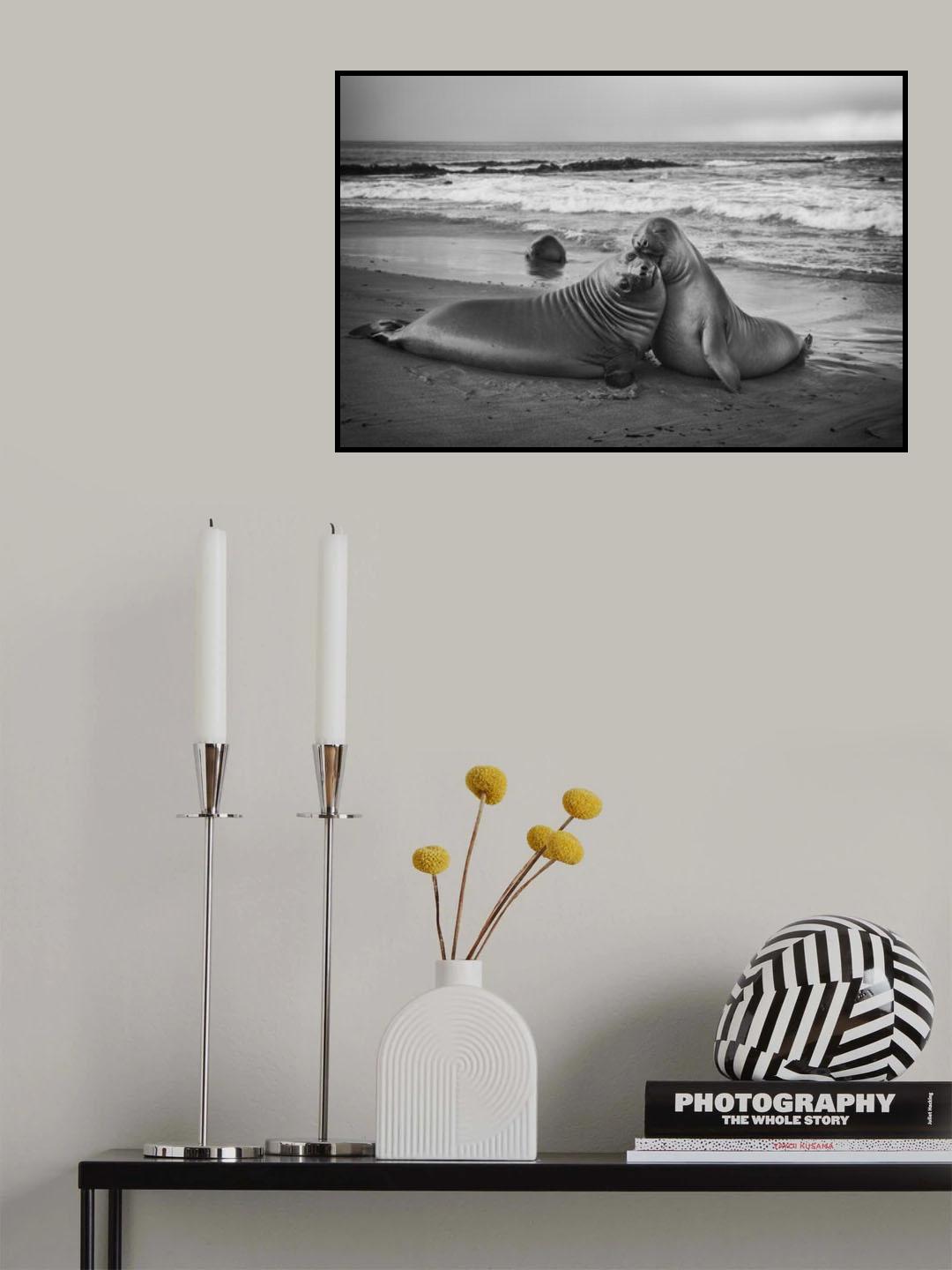 Juvenile elephant seal Poster och Canvastavla