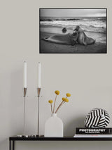 Juvenile elephant seal Poster och Canvastavla