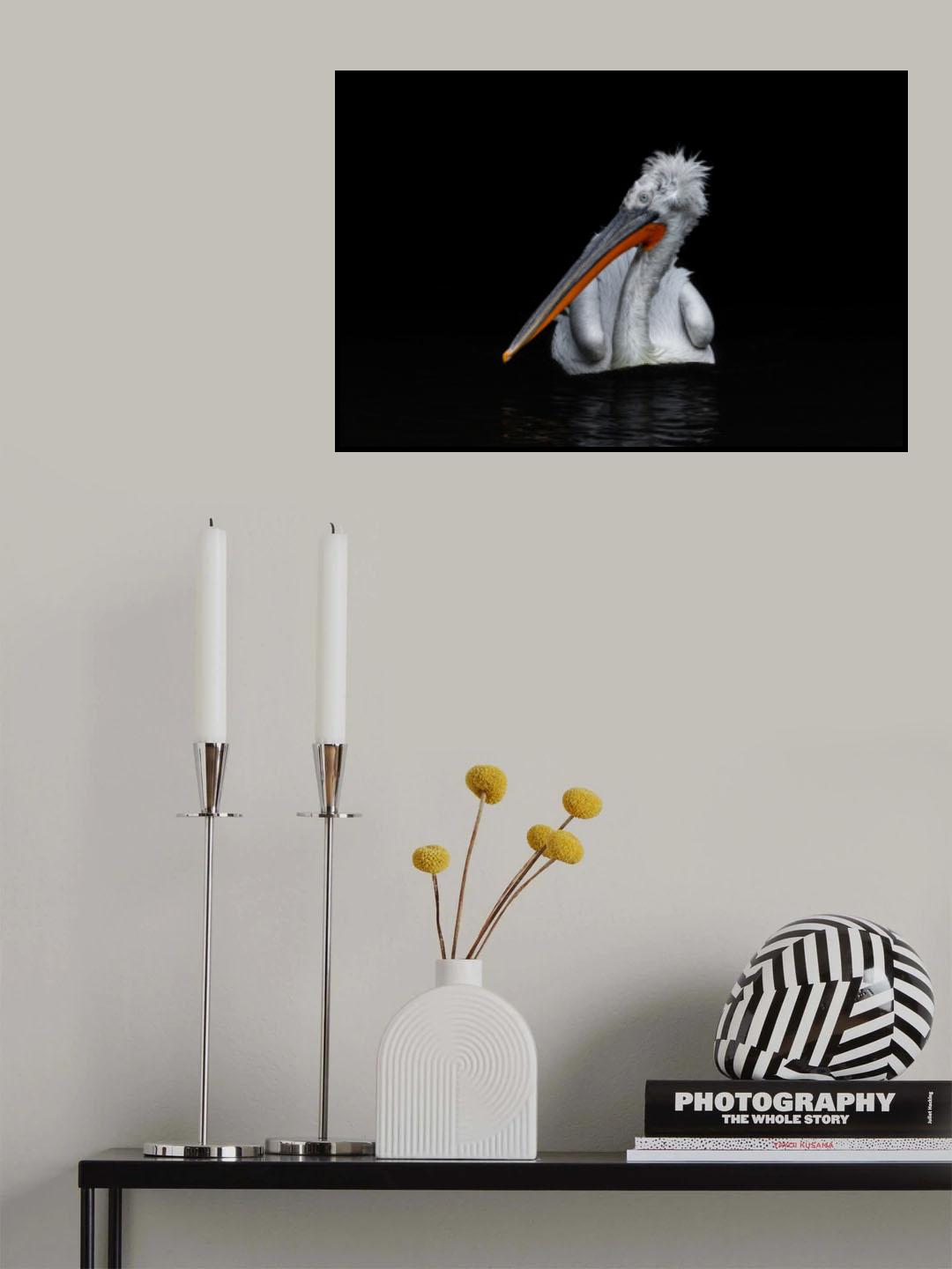 Dalmatian Pelican Poster och Canvastavla