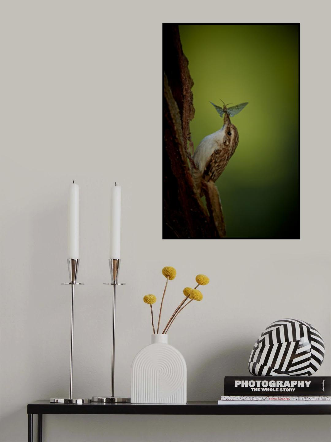 Treecreeper &amp; the mayfly Poster och Canvastavla