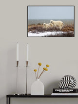 Poster och Canvastavla