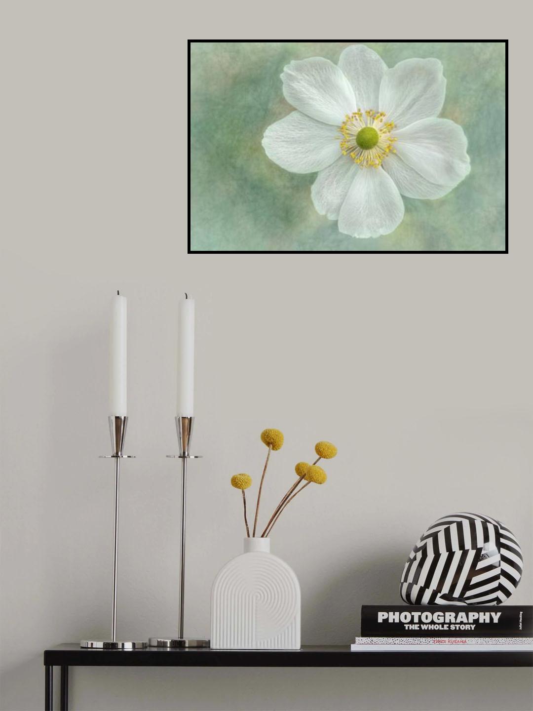 Anemone ‘Honorine Jobert’ Poster och Canvastavla