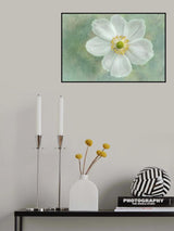 Anemone ‘Honorine Jobert’ Poster och Canvastavla