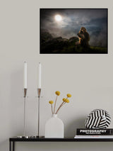 Gelada Baboons Poster och Canvastavla
