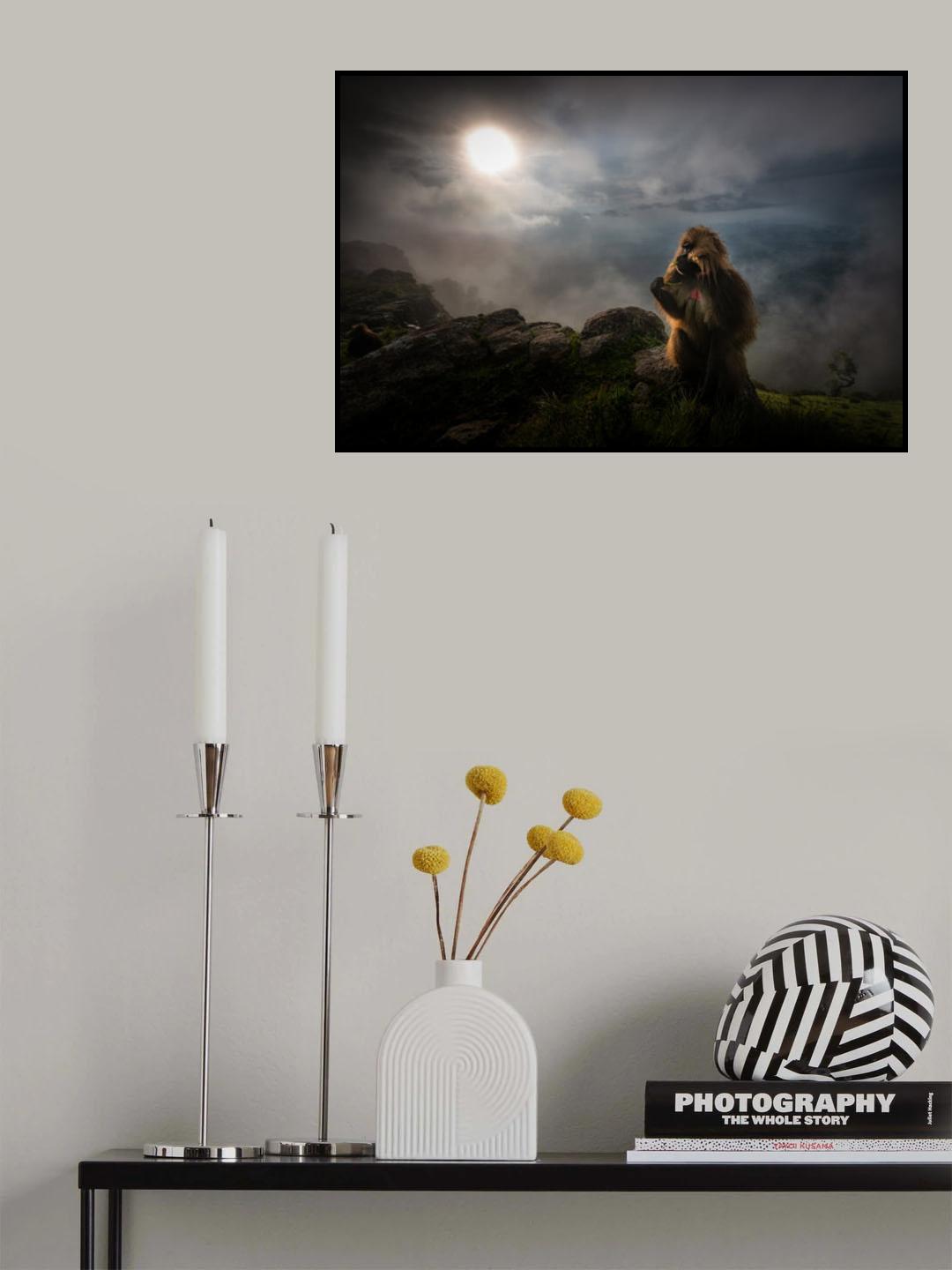 Gelada Baboons Poster och Canvastavla