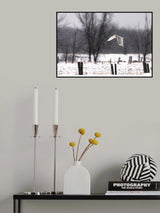 Snowy Owl flying through the snow Poster och Canvastavla