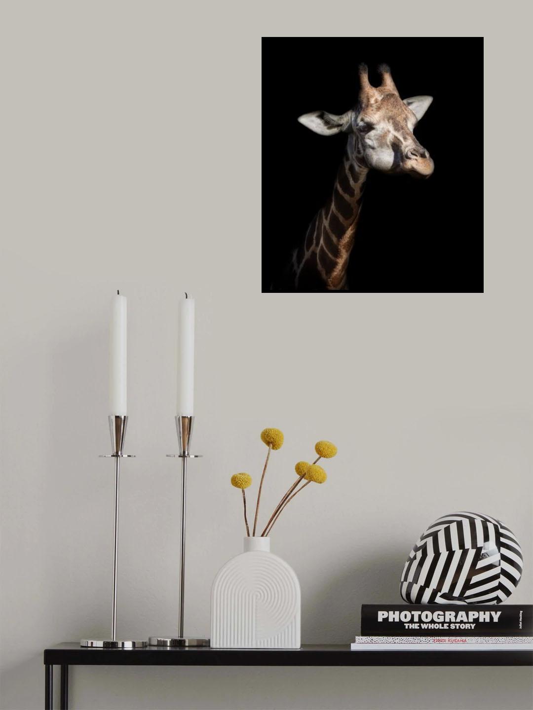 Giraffe in low key Poster och Canvastavla