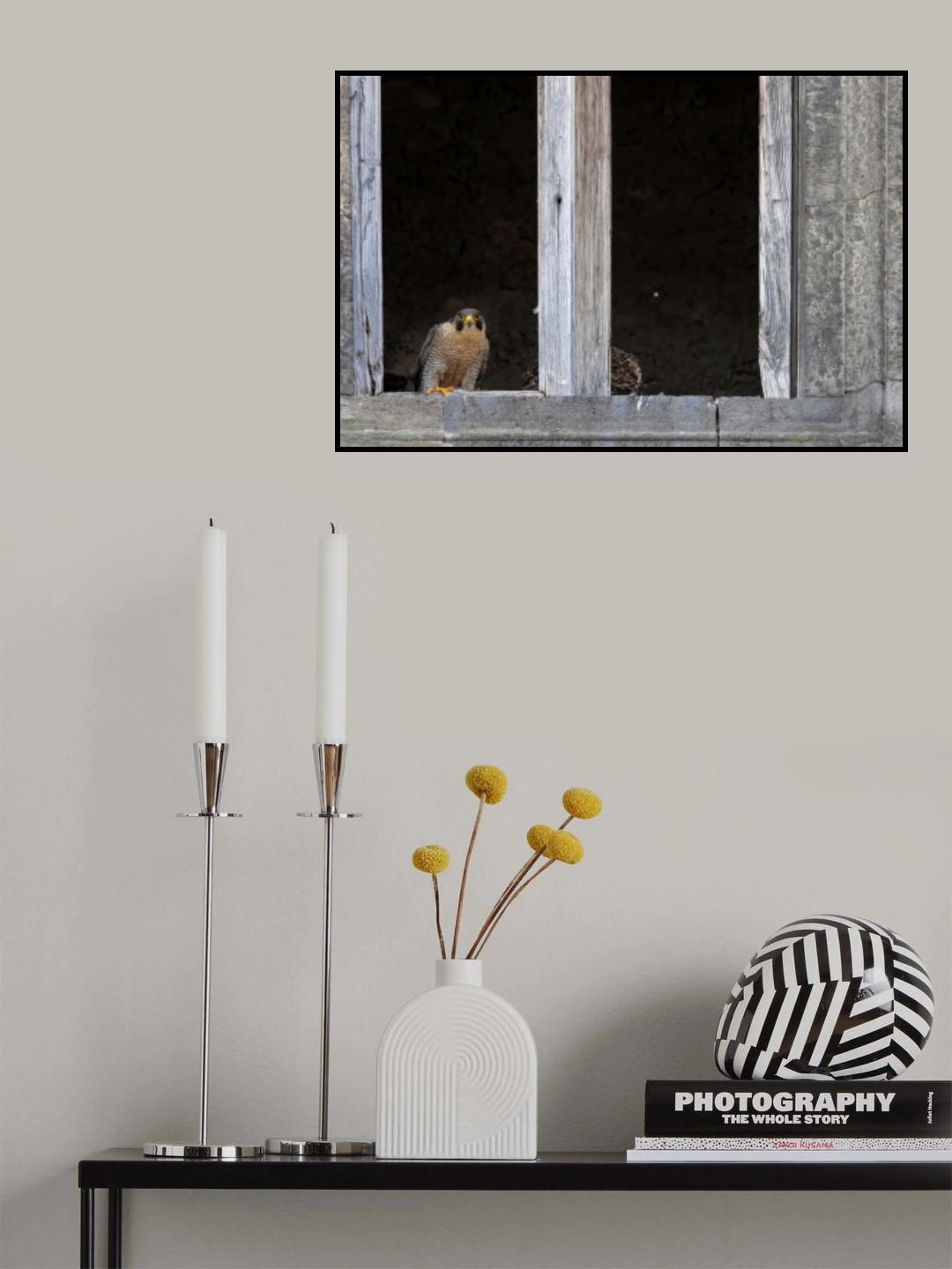 the falcon in the castle Poster och Canvastavla