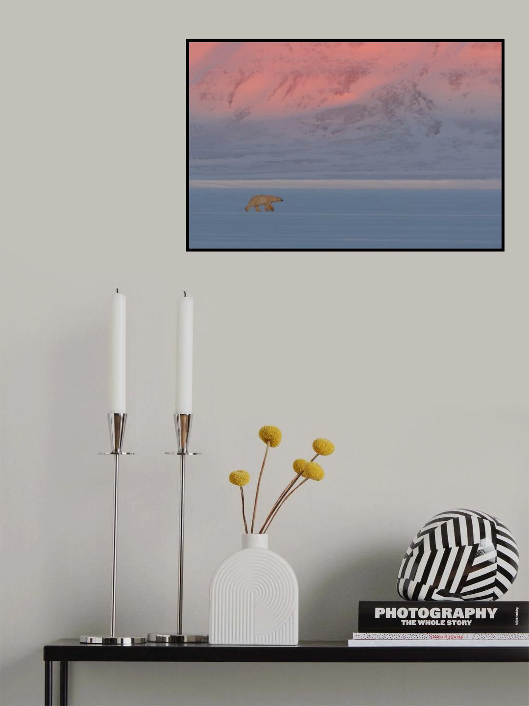 Polar Bear Poster och Canvastavla