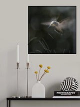 Humming bird dance Poster och Canvastavla
