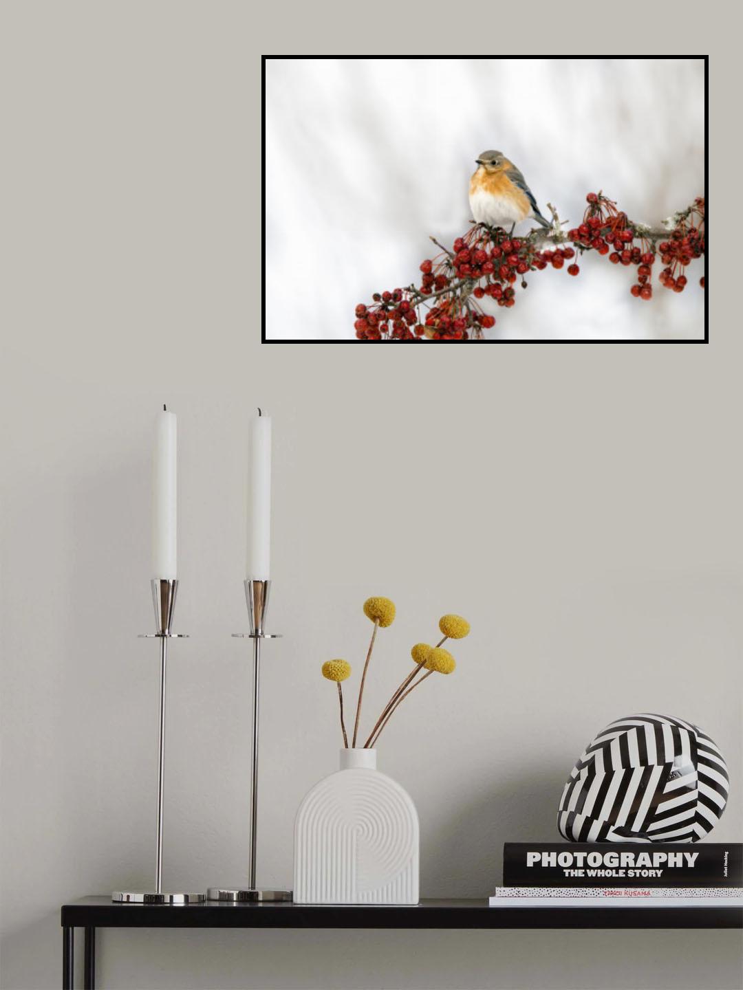 Eastern Bluebird Poster och Canvastavla