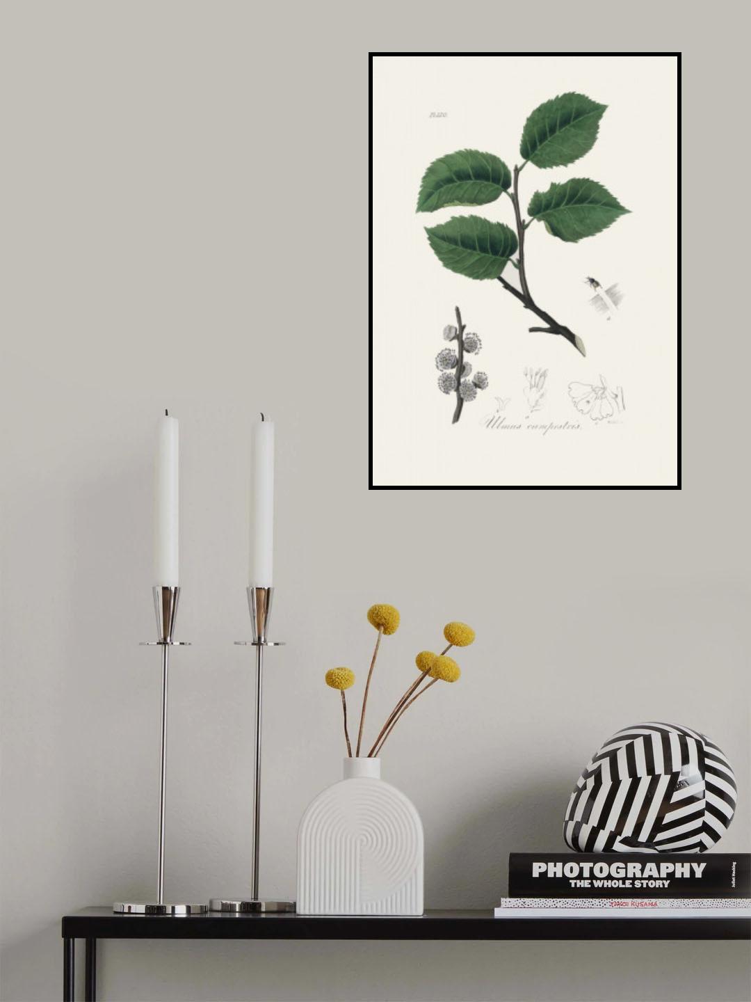 Ulmus Campestris Medical Botany Poster och Canvastavla